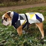 Best Winter Coat For English Bulldog Uk