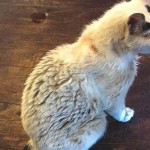 Cat Fur Coat Is Greasy And Full Of Dandruff