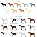 Dog Coat Pattern Names