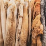How To Dispose Of Fur Coats