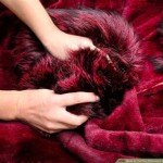 How To Identify A Real Mink Coat Worth In Royale High