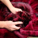 How To Identify A Real Mink Coats