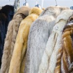 Identifying Fur Coat Types And Examples