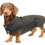 Miniature Dachshund Winter Coats