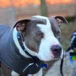 Winter Coats For Pitbulls